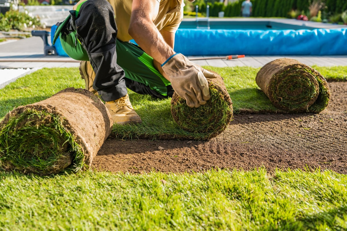 Natural grass turf being installed in backyard garden landscaping project